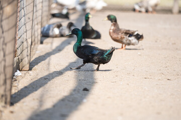 Portrait of a resting black duck