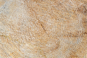 texture of wood
