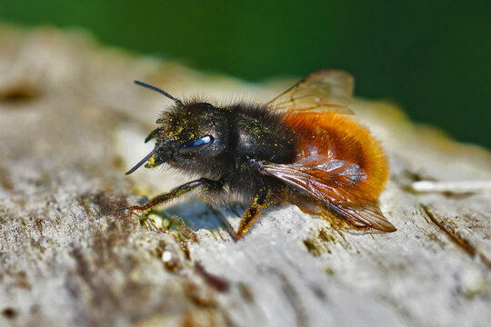 Closeup shot of a horned mason bee on tree bark
