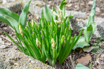 Frühblüher im Garten