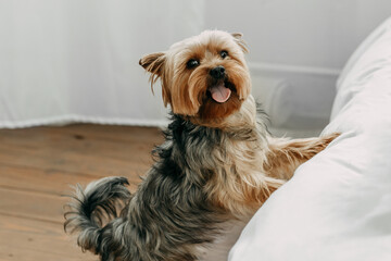 A mischievous little Yorkshire terrier jumps onto the bed with his tongue out and looks at the camera. Domestic thoroughbred pet in the bedroom.