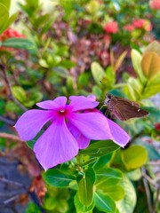 butterfly on flower