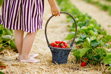 Closeup of little toddler girl picking and eating healthy strawberries on organic berry farm in summer, on sunny day. Child helps. Kid on strawberry plantation field, ripe red berries.