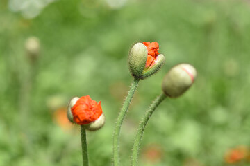 シベリアヒナゲシの花の蕾