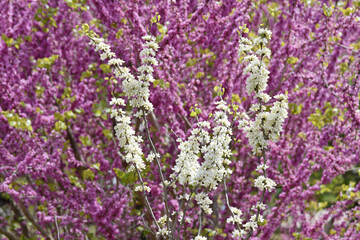 ハナズオウ　花模様