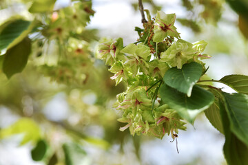御衣黄　薄緑色の桜