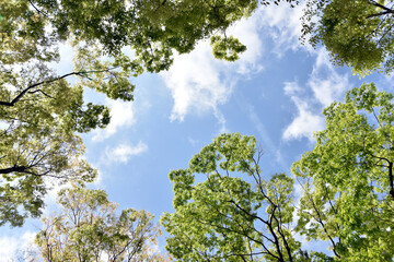 Fototapeta premium 新緑と青空