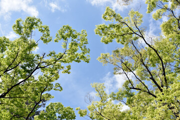 Fototapeta premium 新緑と青空