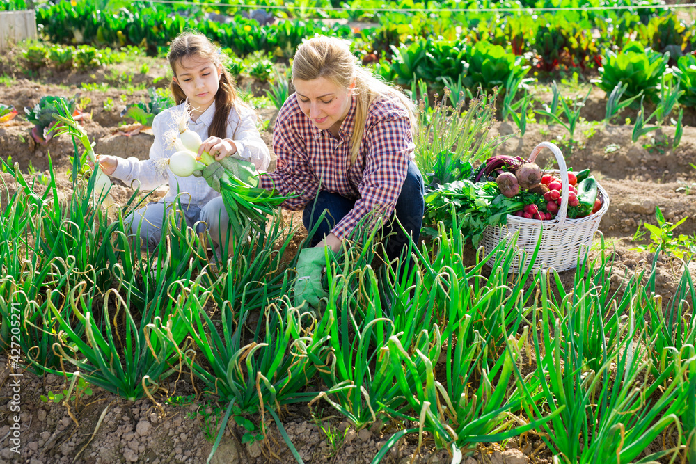 Wall mural smiling woman farmer in garden rubber gloves and young girl picking green onion at plantation