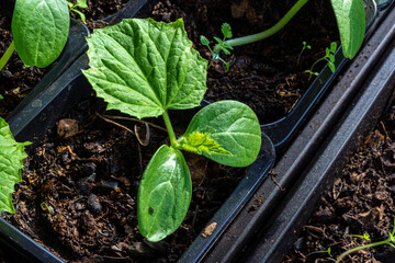 cucumber seedlings in a pot with potting soil with a second true leaf formed