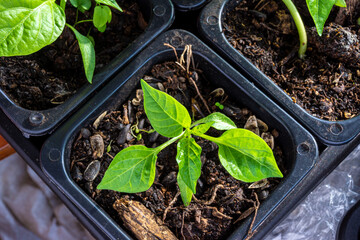 Capsicum seedlings grow in a pot with soil. The plant expects favorable conditions for transplanting into open ground