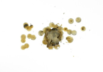 Candle dripping on white isolated. Pure natural Bees Wax (Beeswax) drops isolated on white.