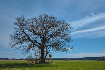 Obraz premium Eiche im Frühjahr, freistehend
