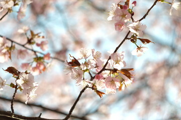 さくら・Sakura/ cherry-blossom