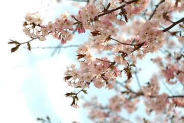 さくら・Sakura/ cherry-blossom