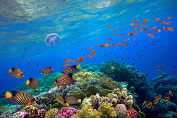 Tropical fish and hard corals on a blue water