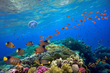 Foto auf Acrylglas Korallenriffe Tropische Fische und Hartkorallen auf blauem Wasser