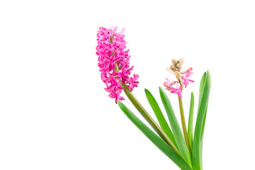 Obraz premium Hyacinth flower isolated white background. Spring magenta flower