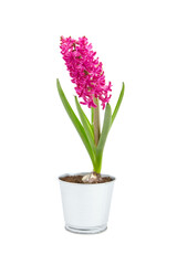 Hyacinth flower in tin pot isolated white background. Spring magenta flower