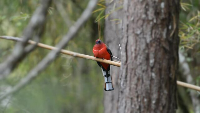 Red Headed Trogon In Thailand.
Beautiful Trogon Bird In Red Plumage Perching On Bamboo Stick In Deep Forest Of Thailand,hd Video.