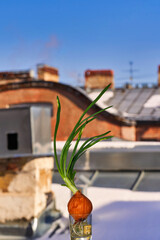 Green onions are grown in the winter at home on a windowsill