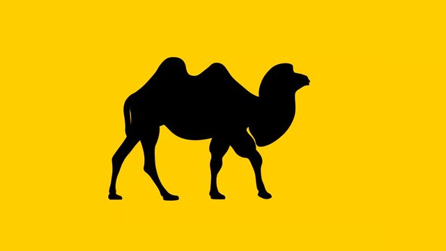 Walking Bactrian camel, animation on the yellow background