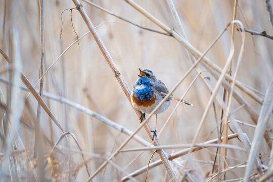 Eurasian Blue Throat Bird In Wild Nature