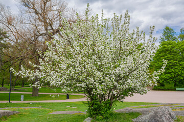 Apple tree blooming in spring, Kaivopuisto park, Helsinki, Finland