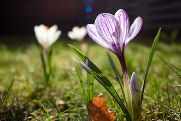 Fototapeta na wymiar Close up of spring crocus flowers