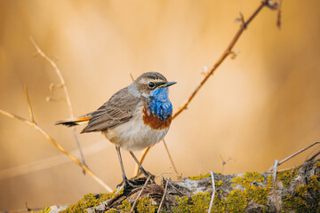Eurasian blue throat bird in wild nature