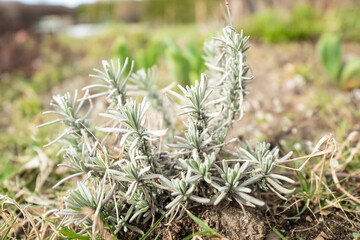 Close up of a young silver lavender plant. 