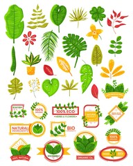 Eco leaf, organic natural plant icon, isolated on white, plant ecology fresh, design, in cartoon style vector illustration.