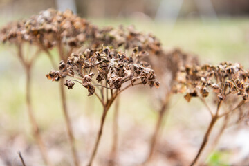 Close up of a dried hydrangea in the spring garden. 