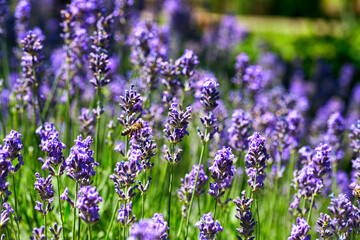 Lavender Flowers Field. Growing and Blooming Lavender