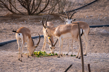Arabian Sand Gazelle in natural habitat conservation area, Saudi Arabia  