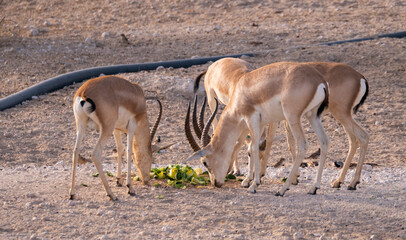 Arabian Sand Gazelle in natural habitat conservation area, Saudi Arabia  