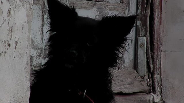 Charming Grumpy Dog Sitting in Front of Old White Door - Close Up