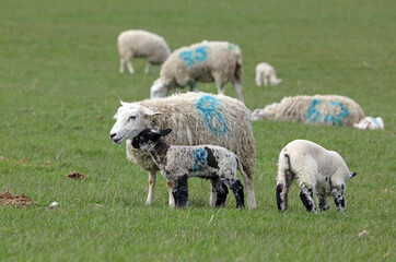 Mother sheep with twin lambs, South Yorkshire 
