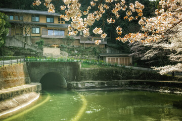 琵琶湖疏水（山科疏水）のトンネルと満開の桜咲く春の風景
