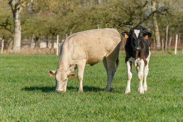 Obraz premium Calves in a pasture in spring.