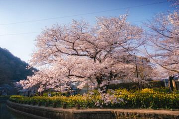 春の京都、山科にある琵琶湖疎水と満開の桜と菜の花が咲く風景
