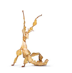 Spiny Leaf Insect aka Extatosoma tiaratum in defense pose. Isolated on white background.