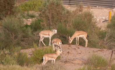 Arabian Sand Gazelle in natural habitat conservation area, Saudi Arabia  