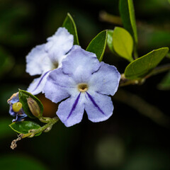 Flower in a garden, Sydney, April 2021
