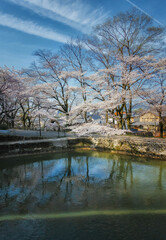 春の京都、山科にある琵琶湖疏水と満開の桜咲く風景