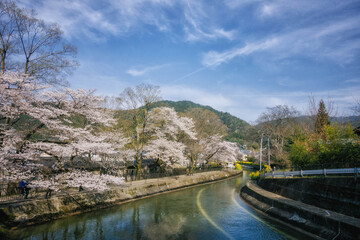 春の京都、山科にある琵琶湖疎水と満開の桜の風景