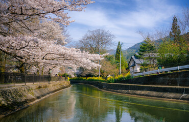Naklejka premium 春の京都、山科にある琵琶湖疎水と満開の桜の風景