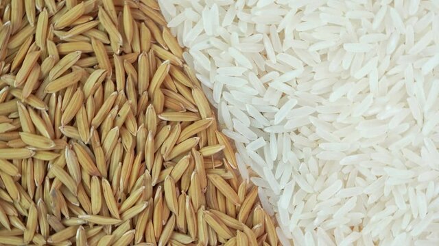Top view Rotate jasmine rice and paddy seed texture close up, White Rice grain Paddy texture on wooden table.