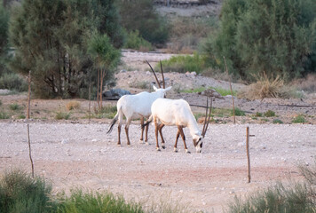 Obraz na płótnie Canvas Arabian Oryx in captive natural habitat conservation program in Saudi Arabia