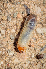 Beetle Larvae, Hughes, ACT, January 2021